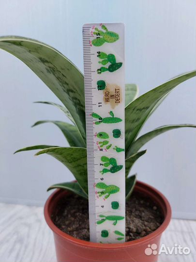 Сансевиерия Ханни Крем