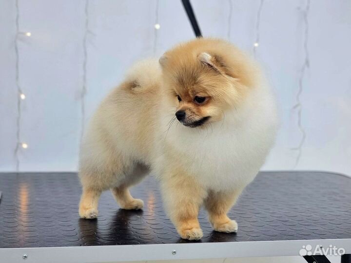 Груминг, стрижка собак