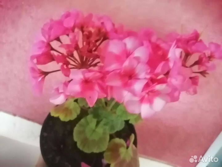 Пеларгонии сортовые