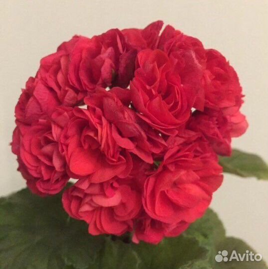 Пеларгонии сортовые