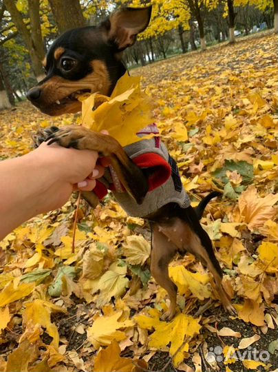 Выгульщик собак