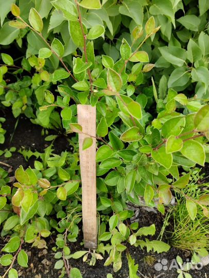 Кизильник блестящий