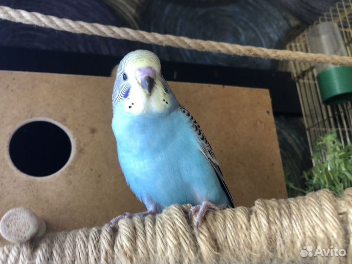 Птенцы волнистый попугай