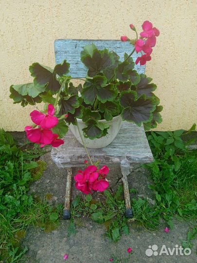Пеларгония герань
