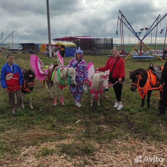 Пони и лошади на выездные мероприятия