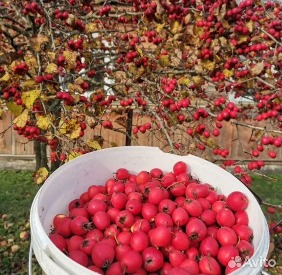 Боярышник, Мята, Базилик