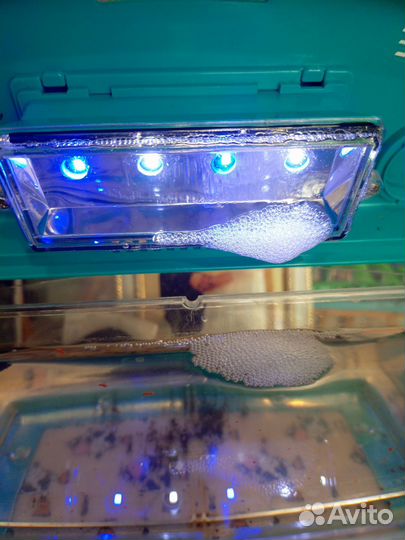 Аквариумные рыбки Петушок