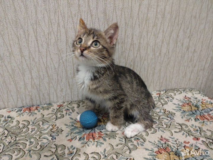 Мурзик - котенок-мальчик в дар