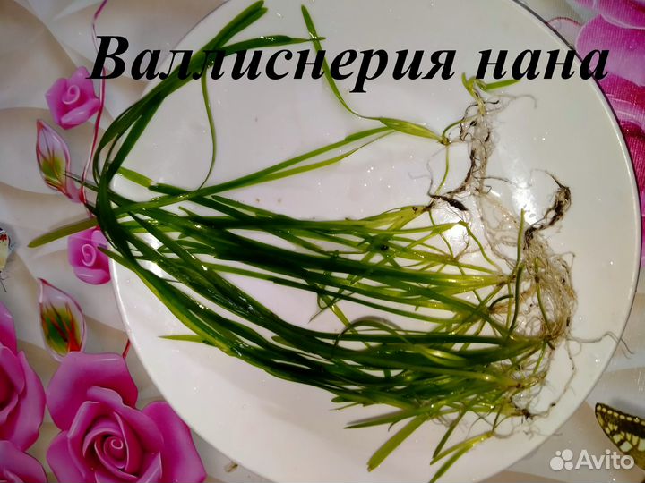 Аквариумные водоросли