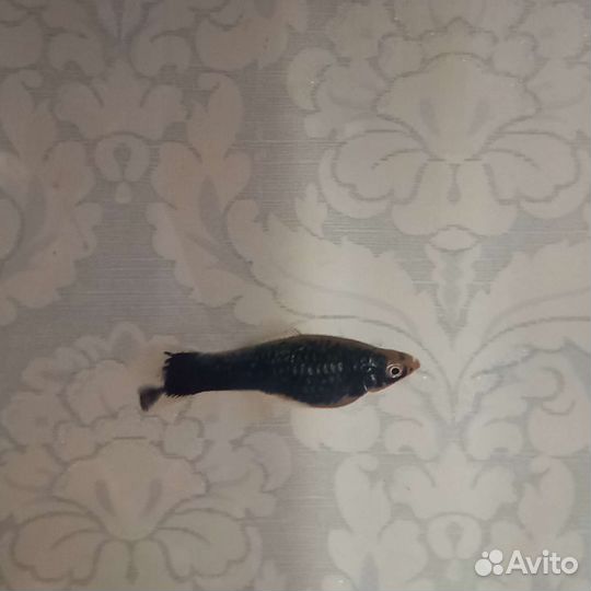 Меченосцы кубинцы