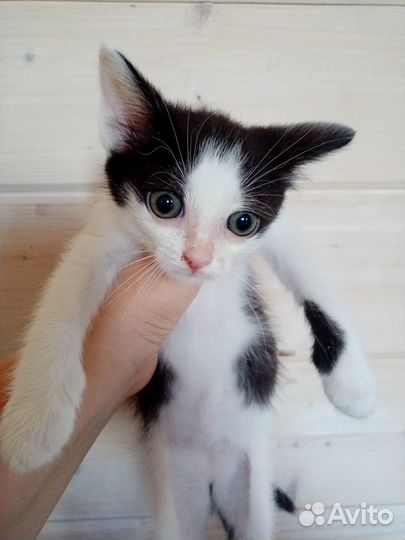 Котята 2 месяца