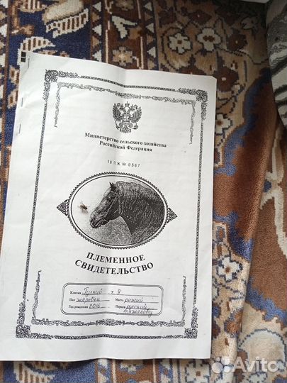 Лошадь жеребец русской тяжеловозной породы