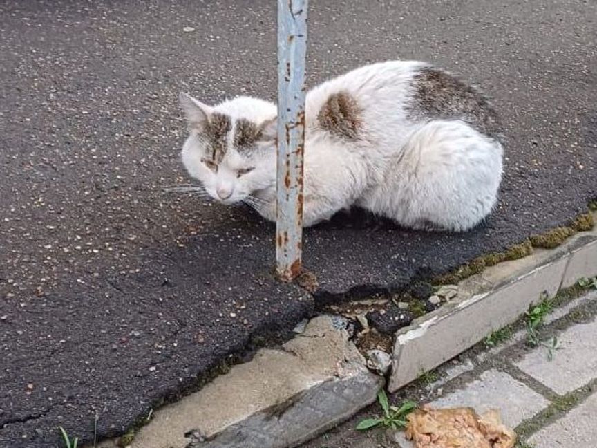 Ласковый котик попал в беду