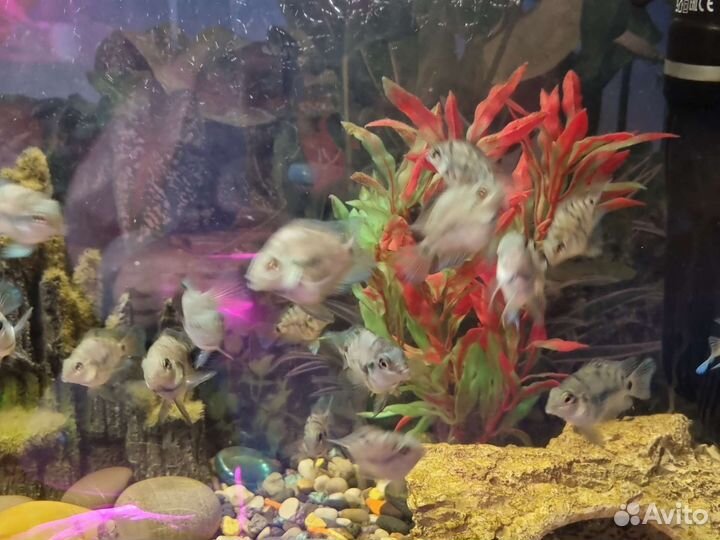 Украшения для аквариума