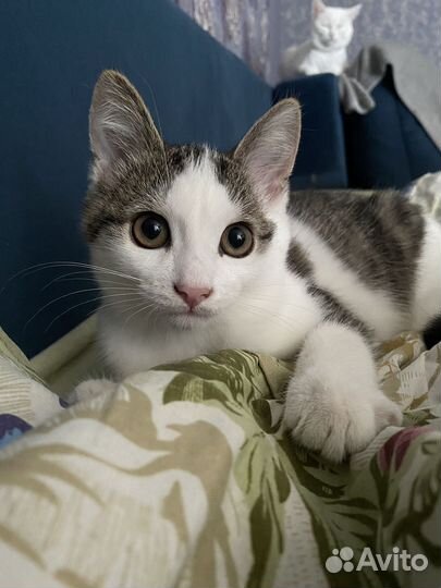 Котенок мальчик