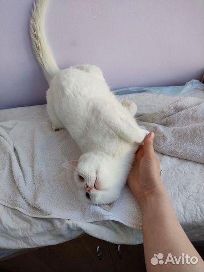 Кот мелок ищет дом