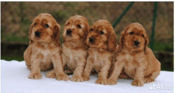 Кокер спаниель