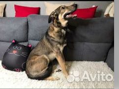 Умная собачка