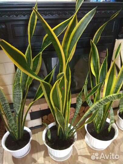 Сансевиерия