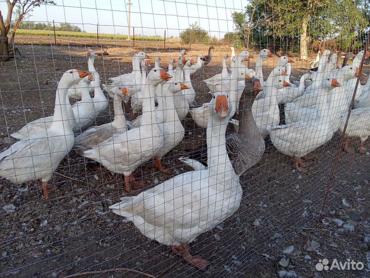 Гуси Линда живым весом