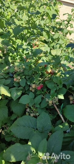 Саженцы малины Гусар