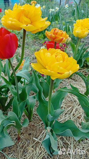 Луковицы тюльпанов