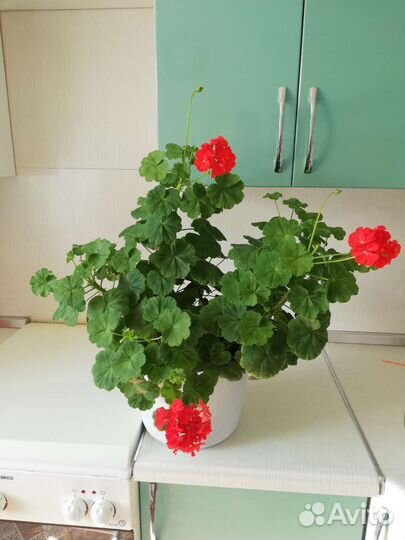 Пеларгония герань