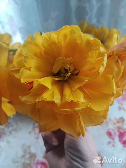 Луковицы тюльпанов 50р