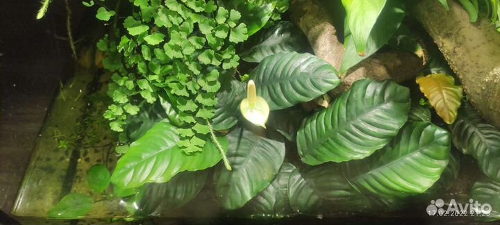 Анубиас кофефолия, Пинто - обрезки