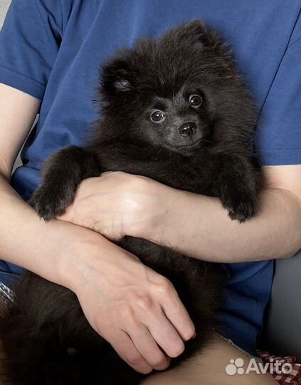 Померанский шпиц