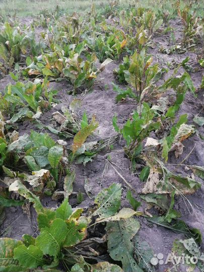 Корни хрена сортовые