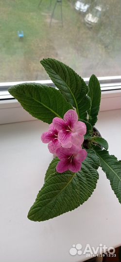 Стрептокарпус