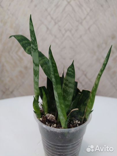 Замиокулькас Сансевиерия Хлорофитум