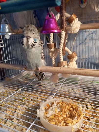 Малышка ввп чех