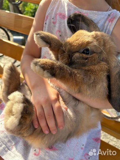 Декоративные карликовые кролики вислоухие минилоп