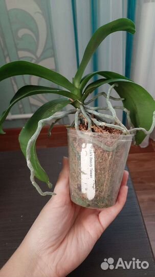 Орхидея Liu's Beauty Taiwan