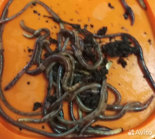 Черви для рыбалки