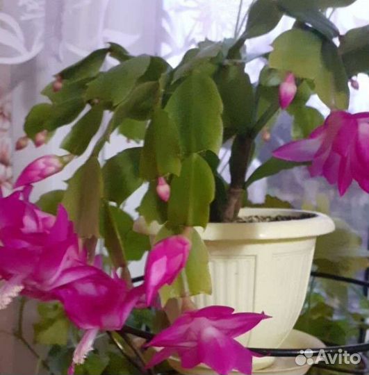 Декабрист (шлюмбергера)