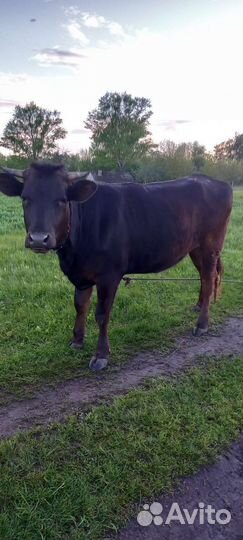 Коровы высокоудойные