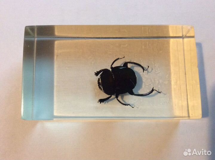 Коллекция Насекомые