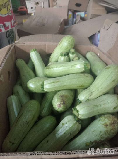 Кабачки свежие