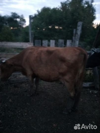 Корова дойная