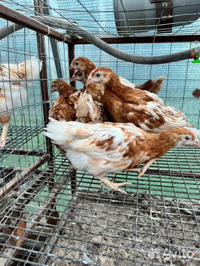 Куры молодки несушки
