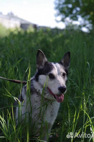 Небольшая, чудесная собачка Нора в поисках дома