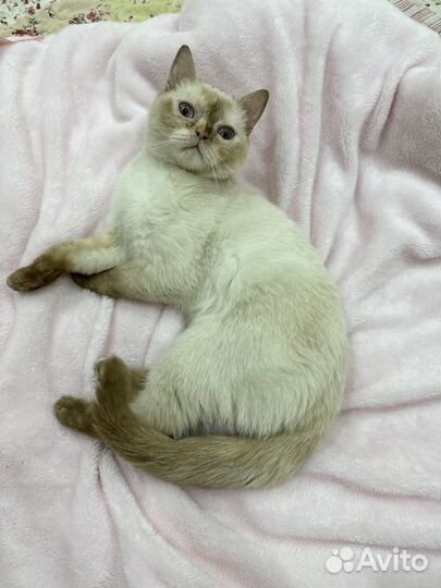 Кошечка британка