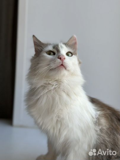 Кот в добрые руки