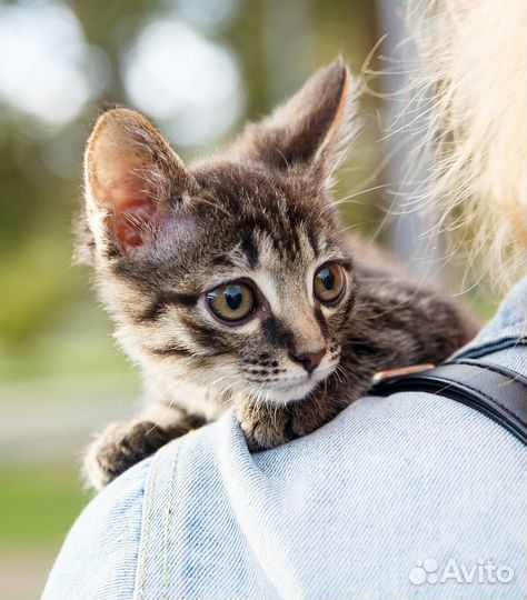 Котенок мальчик в добрые руки