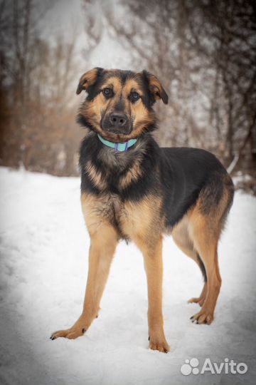 Почти овчарка, только размером поменьше