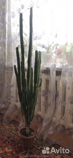 Цветок,семейства кактусов