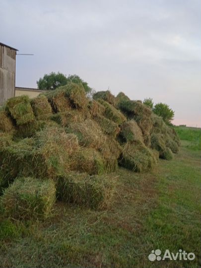 Сено люцерны в тюках